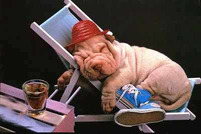 cool le petit chien